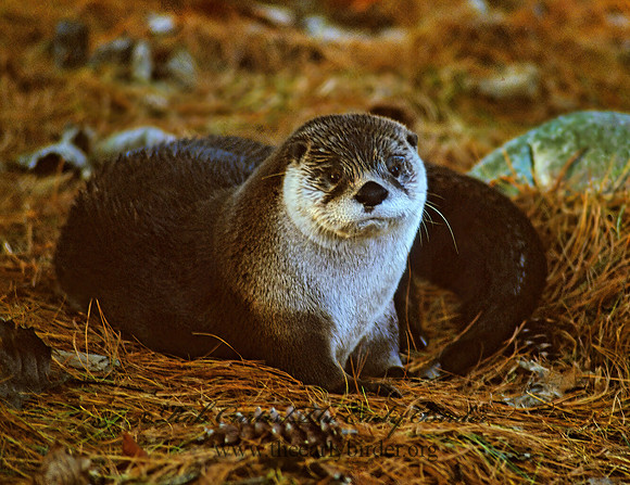 Lontra canadensis  RIVER OTTER 214225z
