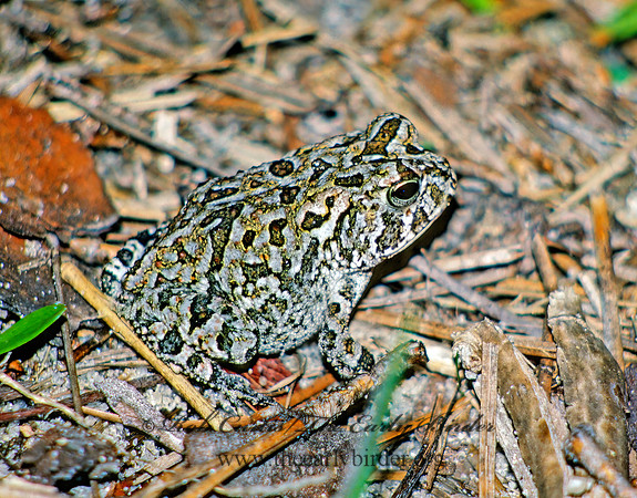 Anaxyrus quercicus  OAK TOAD 14820 z