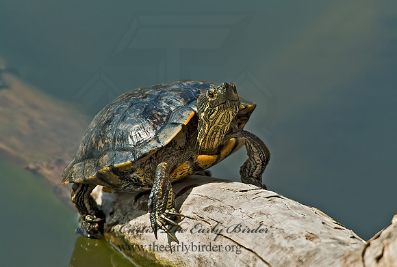 Trachemys scripta elegans  RED EARED SLIDER  4000061z