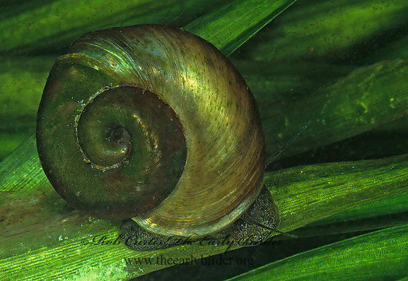Planorbella trivolvis PLANORBID SNAIL 1288034z