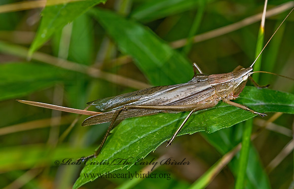 Neoconocephalus retusus 7014959 Fz