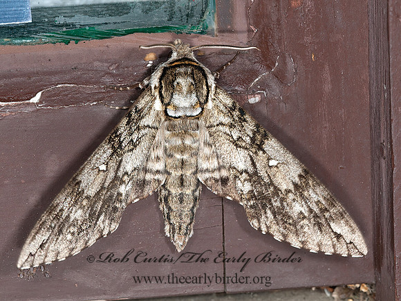 Ceratomia undulosa  WAVED SPHINX 8034189z