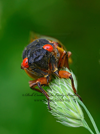 Magicicada septendecim  17-YEAR CICADA 3020973z