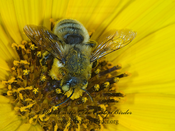 Megachile latimanus 7015016 Mz