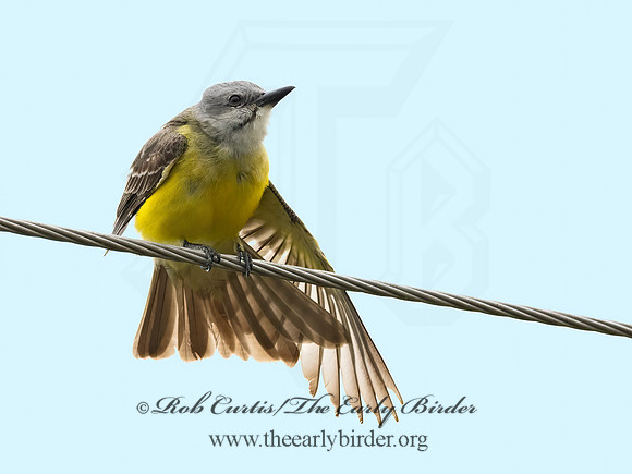 Tyrannus couchii  COUCH'S KINGBIRD 3031926z