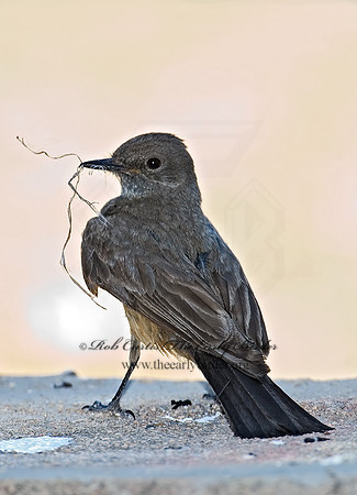 Sayornis sayi  SAY'S PHOEBE 7008408z