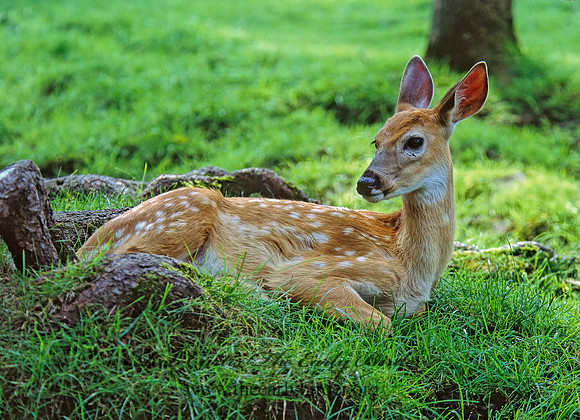 Odocoileus virginianus  WHITE-TAILED DEER 301516z