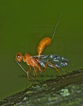 Aulacus burquei 5008297z