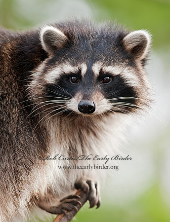 Procyon lotor  RACCOON 8024747 z