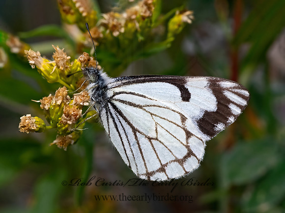 Neophasia menapia  PINE WHITE 3024452z