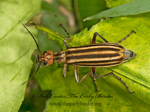Epicauta vittata  STRIPED BLISTER BEETLE 9050836z