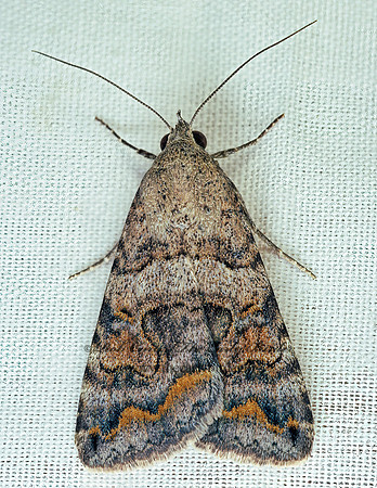 Bulia deducta DEDUCED GRAPHIC 94018 z