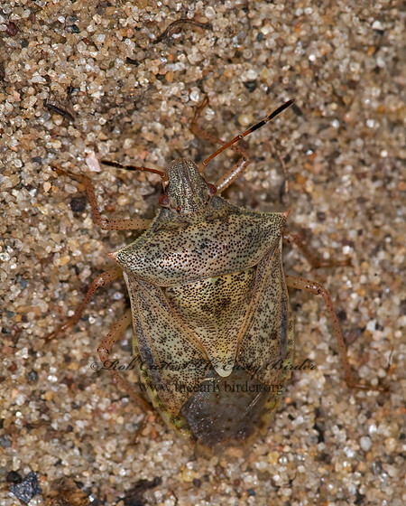 Euschistus variolarus 6011965z