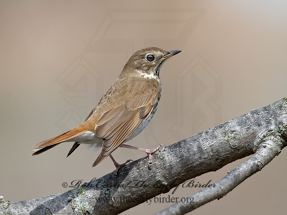 Catharus guttatus  HERMIT THRUSH 9042770z