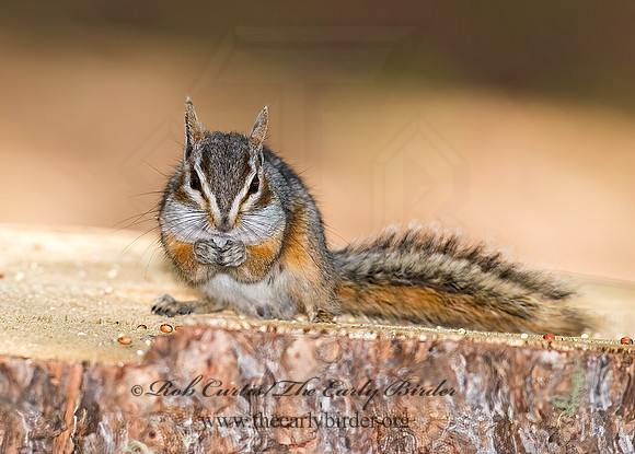 Neotamias dorsalis  CLIFF CHIPMUNK 6026928z