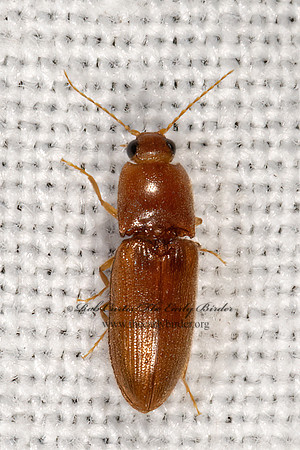 Horistonotus simplex CLICK BEETLE 3038888z