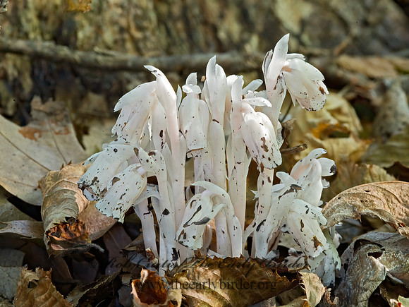Monotropa uniflora  INDIAN PIPE 9014821z
