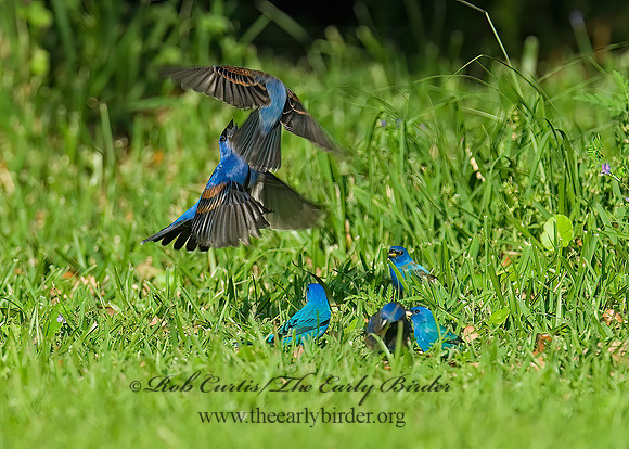 Guiraca caerulea  BLUE GROSBEAK 7002249z