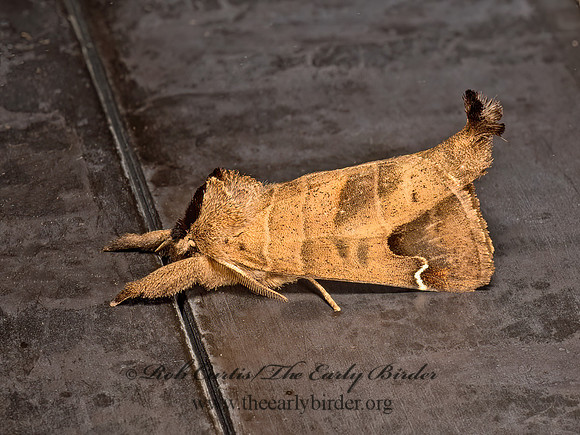 Clostera albosigma  SIGMOID PROMINENT 9048055z