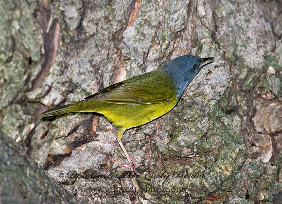 Geothlypis philadelphia  MOURNING WARBLER 7016767z