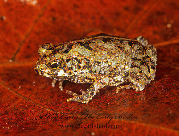 Incilius melanochlorus WET FOREST TOAD 194618  z