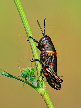 Taeniopoda eques HORSE LUBBER GRASSHOPPER  193314z