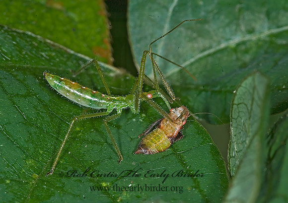 Zelus luridus 6014352z