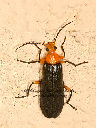 Neopyrochoa femoralis  FIRE-COLORED BEETLE 3021156z