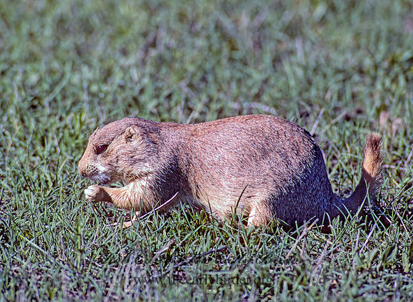 Cynomys ludovicianus  BLACK-TAILED PRAIRIE DOG 134312z