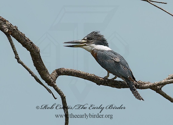 Ceryle torquata  RINGED KINGFISHER 6023683z
