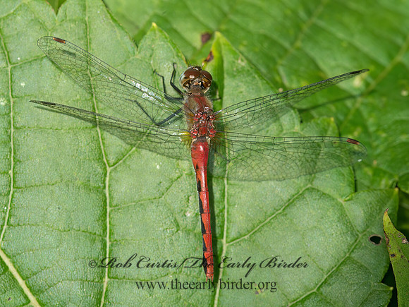 Sympetrum MEADOWHAWK 9040883z