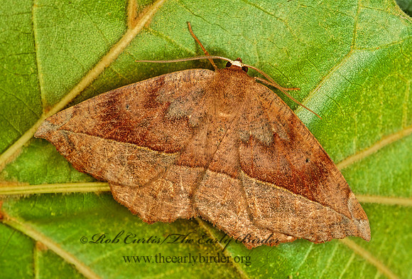 Eutrapela clemataria CURVE-TOOTHED GEOMETER 114015z