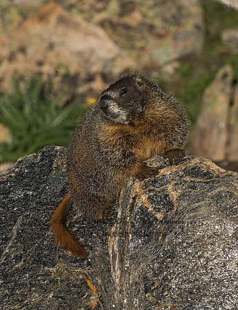 Marmota flaviventris  YELLOW-BELLIED MARMOT 6027530z