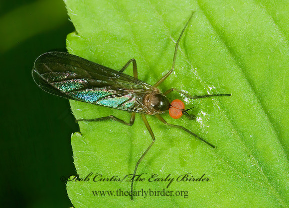 Rhamphomyia longicauda  DANCE FLY 4001820z
