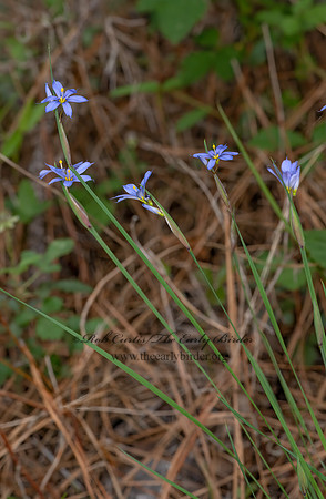 Sisyrinchium  BLUE-EYED GRASS 3028311z