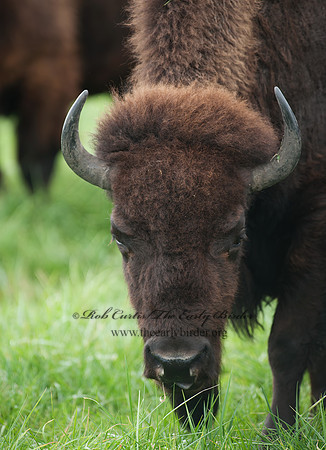 Bison bison  BISON 8023945z