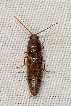 Melanotus  CLICK BEETLE3031527z