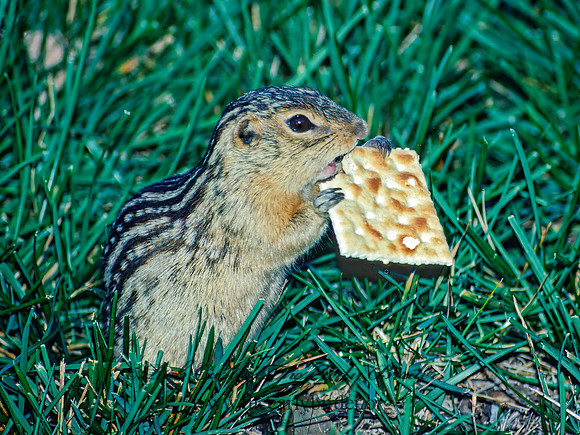Ictidomys tridecimlineatus  13-LINED GROUND SQUIRREL 24609 z