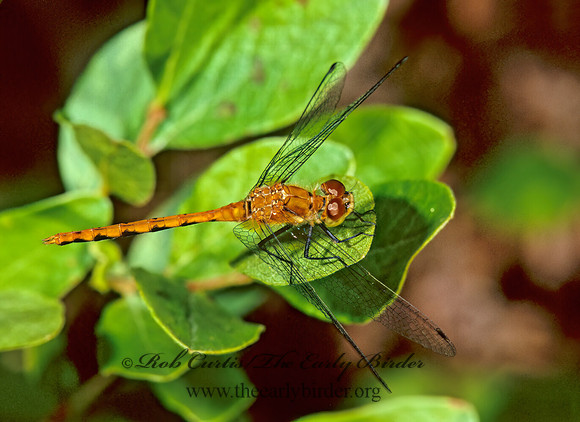 Sympetrum rubicundulum 268010 z