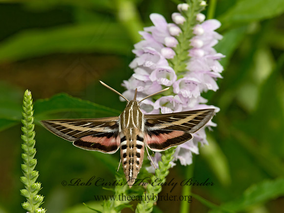 Hyles lineata  WHITE-LINED SPHINX 9014242 z