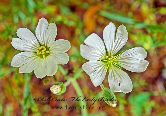 Cerastium arvense  MEADOW CHICKWEED 146934z
