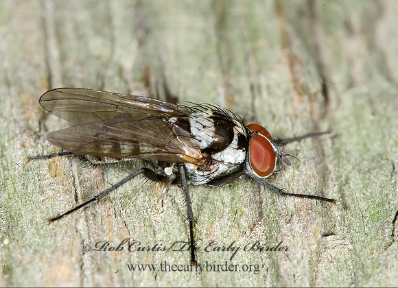 Anthomyia oculifera  ROOT-MAGGOT FLY 6015505z