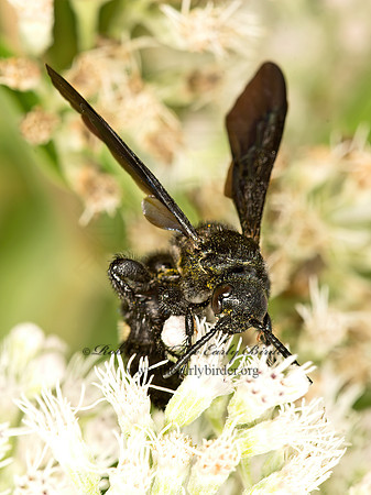 Scolia bicincta  DOUBLE-BANDED SCOLIID9050552z