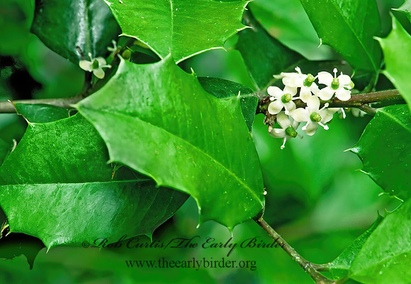 Ilex opaca  AMERICAN HOLLY 190223 z