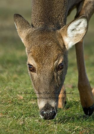 Odocoileus virginianus  WHITE-TAILED DEER 5003458 z