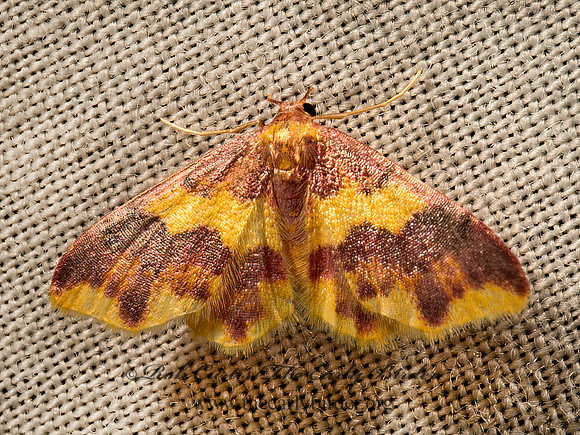 Lophosis labeculata  STAINED LOPHOSIS 9050719z