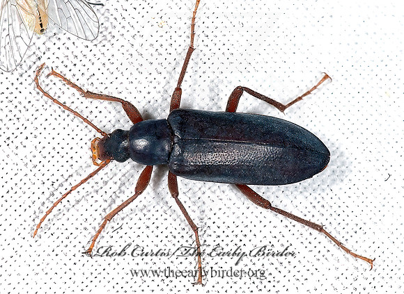 Eupsophulus castaneus 6024857z