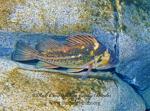 Sebastes caurinus  COPPER ROCKFISH 221310z