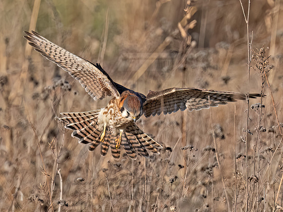 Falco sparverius AMERICAN KESTREL 9092993z