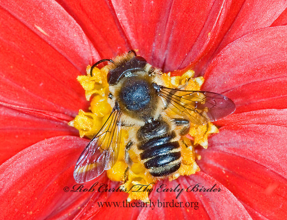 Megachile (Megachile or Litomegachile) 6012633z